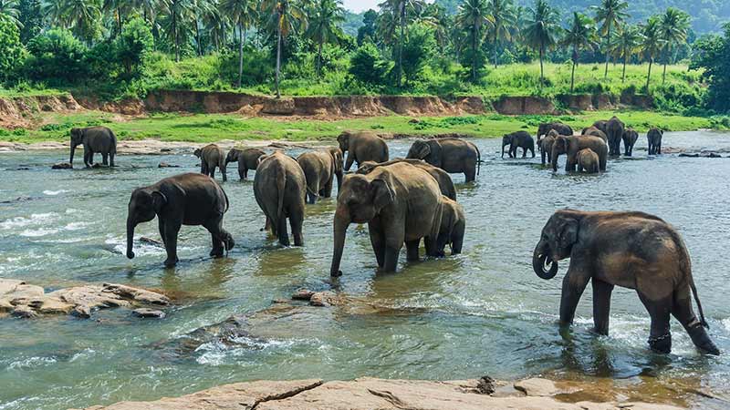 SRI LANKA3